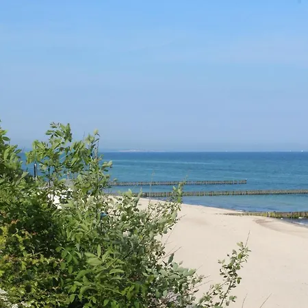 Ostseemuschel Ostseebad Nienhagen