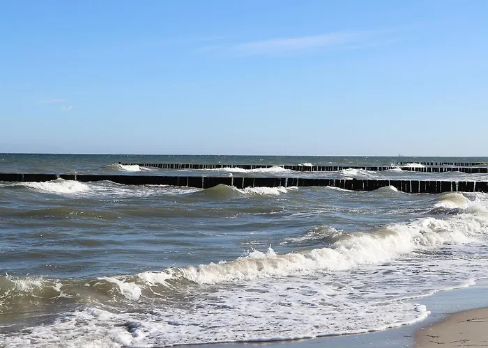 Ostseemuschel *